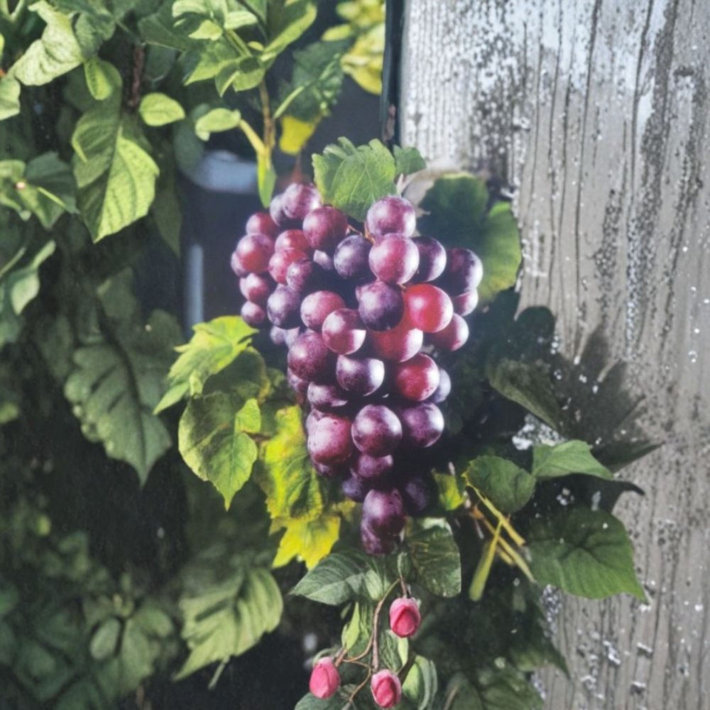 Black Beauty Muscadine Grape Vine – Vitis rotundifolia Live 1 Gallon Plant | Sweet Black Grapes