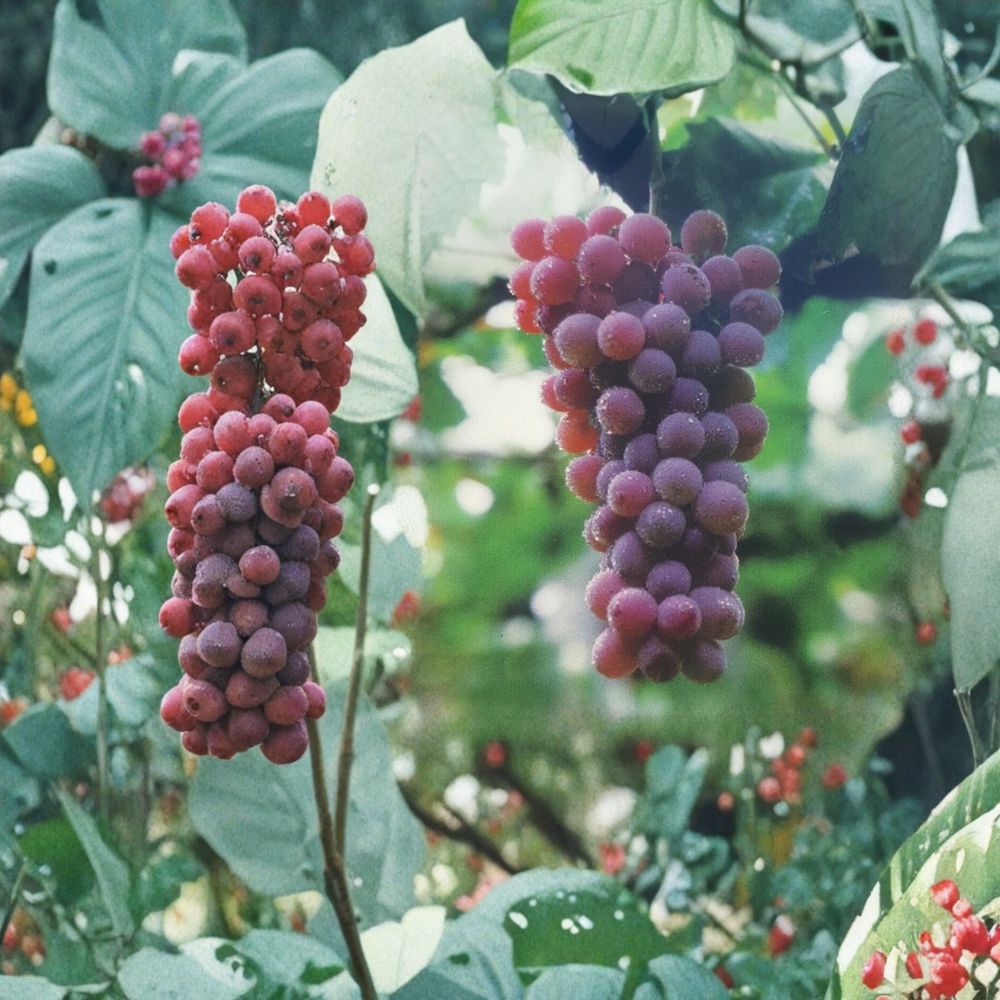 Red Flame Seedless Grape Vine – Vitis vinifera Live Plant | 3 Gallon Size | Sweet Red Seedless Grapes