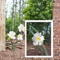 White Oleander Nerium oleander Live Plant 2 Gallon White Flowering Shrub Drought Tolerant