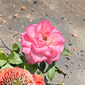 Nichole Floribunda Rose Live Plant | 2 Gallon | White Pink Everblooming Rose Bush