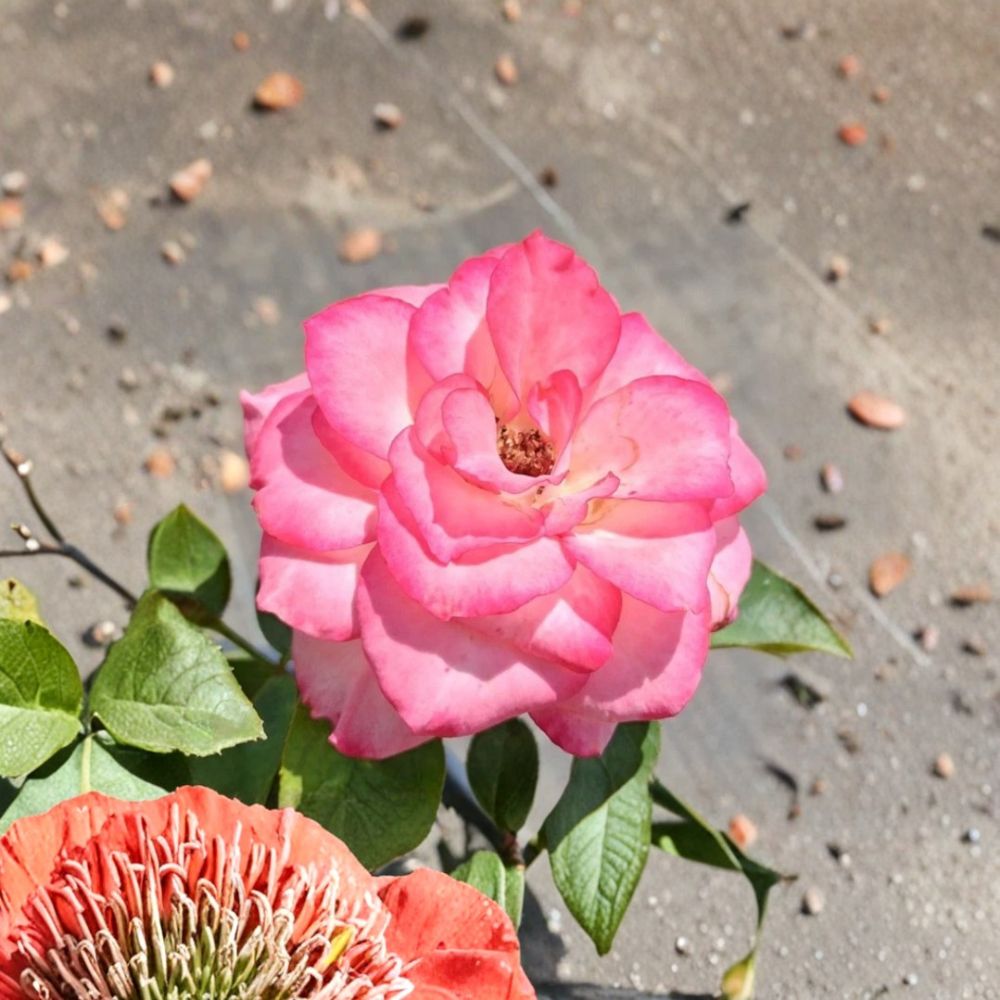 Nichole Floribunda Rose Live Plant | 2 Gallon | White Pink Everblooming Rose Bush