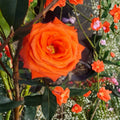 Marina Floribunda Rose Live Plant | 5 Gallon Salmon Orange Rose Bush