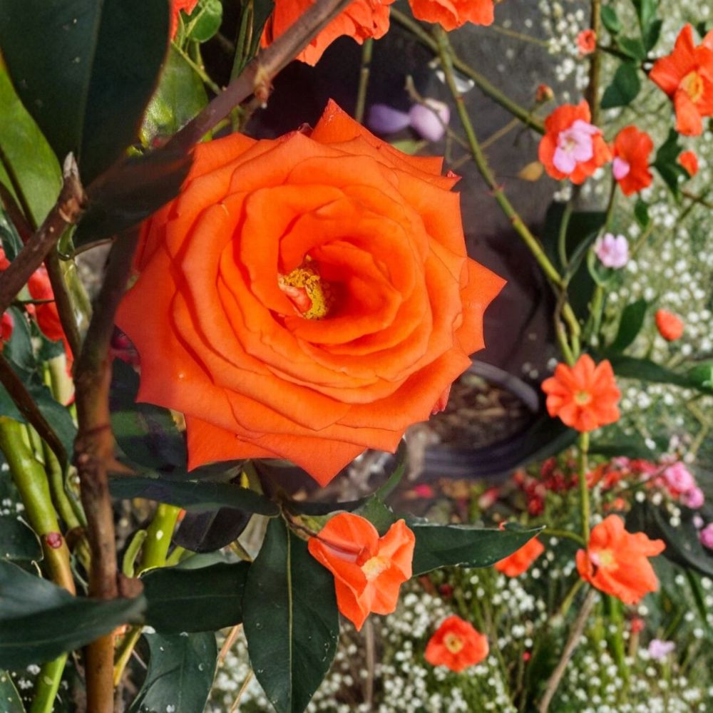 Marina Floribunda Rose Live Plant | 5 Gallon Salmon Orange Rose Bush