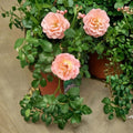 Peach Drift Rose – 3 Gallon Live Groundcover Rose Bush with Peach Blooms