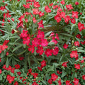 Red Oleander Live Shrub 3 Gallon - Evergreen Flowering Plant for Garden & Landscape