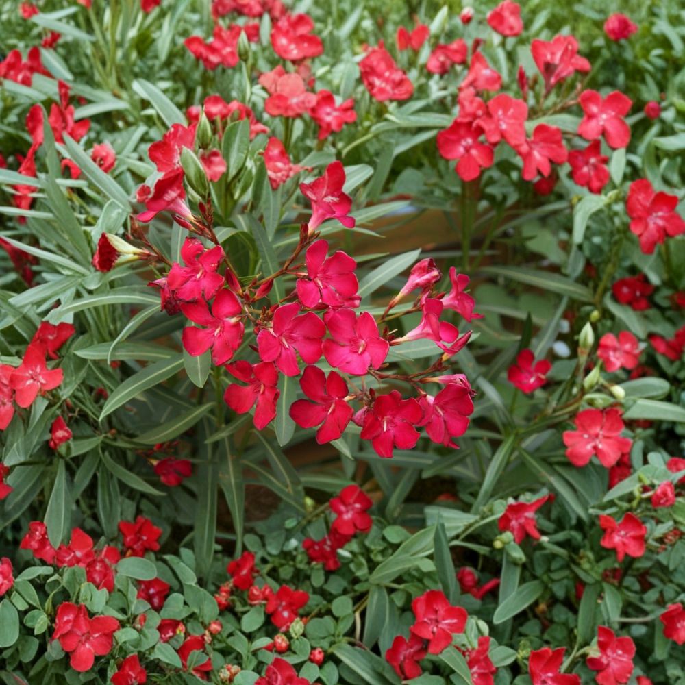 Red Oleander Live Shrub 3 Gallon - Evergreen Flowering Plant for Garden & Landscape
