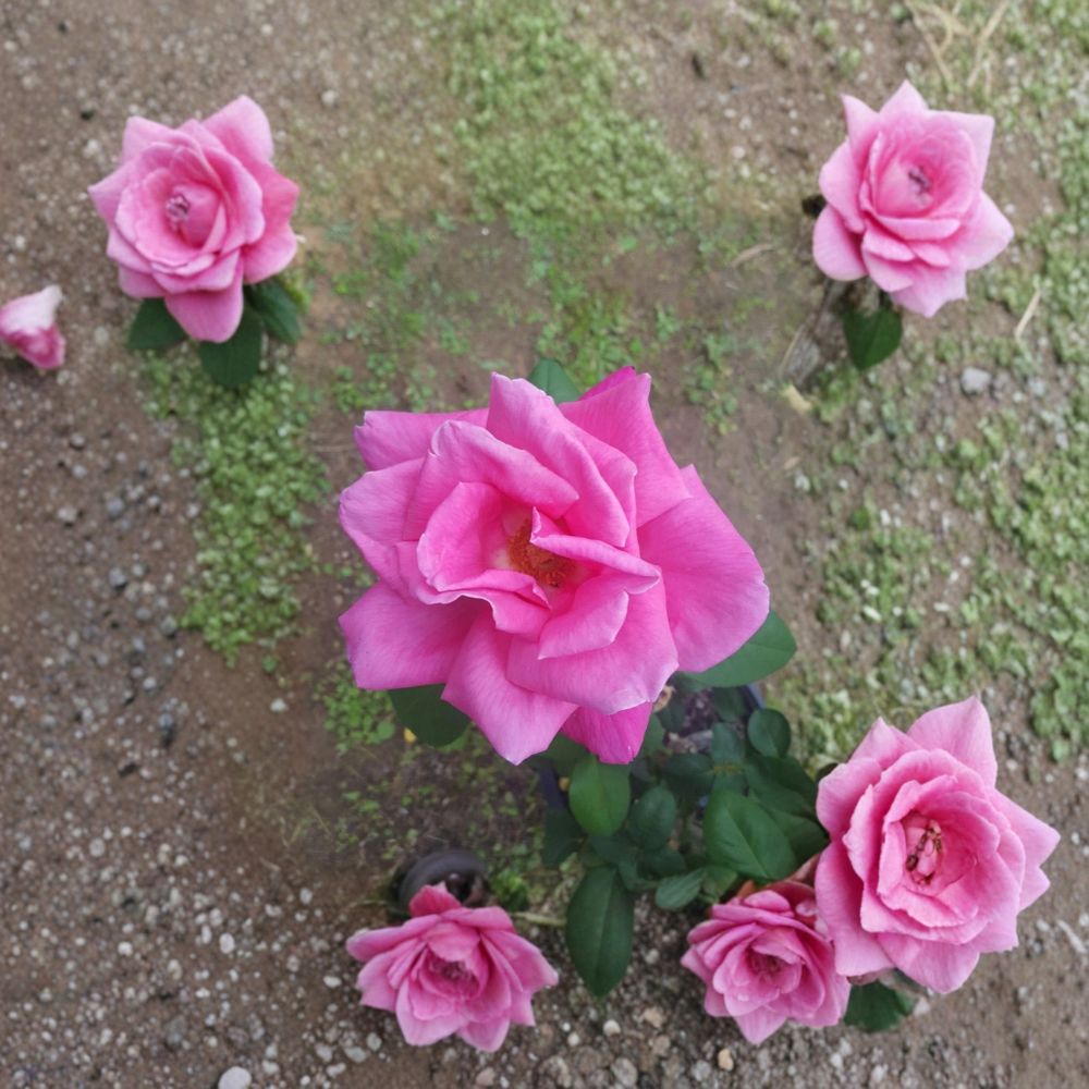 Perfume Delight Hybrid Tea Rose Live Plant | 5 Gallon | Fragrant Pink Blooms