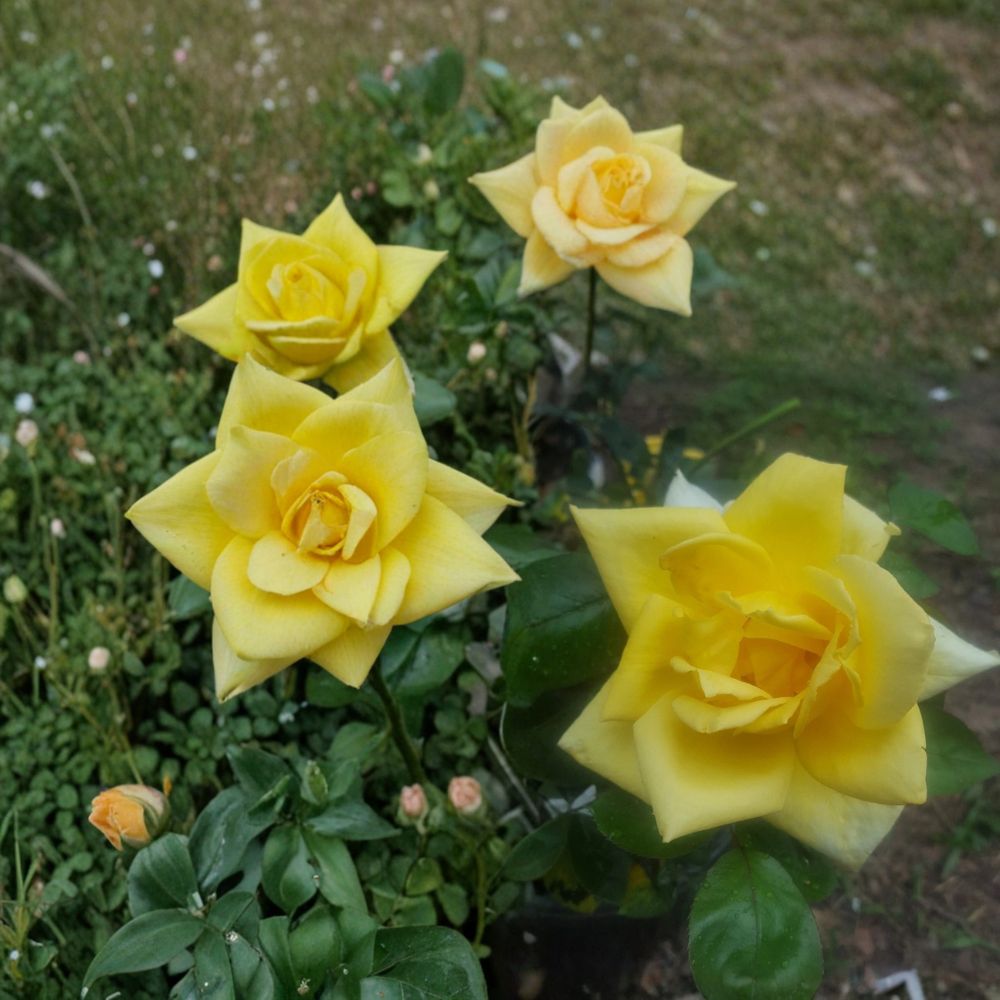 Oregold Grandiflora Rose Live Plant | 3 Gallon | Golden Yellow Blooms | Easy to Grow Garden Rose