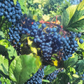 Concord Grape Vine Live Plant - Vitis labrusca | 2 Gallon Size | Sweet Fruit Producing Vine
