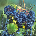 Concord Grape Vine – Vitis labrusca Live Plant | 1 Gallon Size | Hardy Fruit Vine