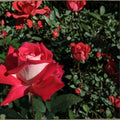 Love Grandiflora Rose Live Plant | 5 Gallon Ruby Red & White Fragrant Rose Bush