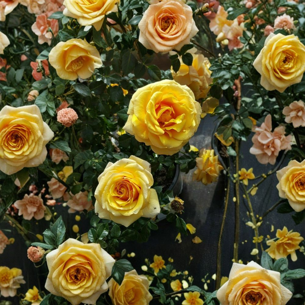 St. Tropez Floribunda Rose Live Bush Plant | 1 Gallon Rooted Rose for Garden & Landscape