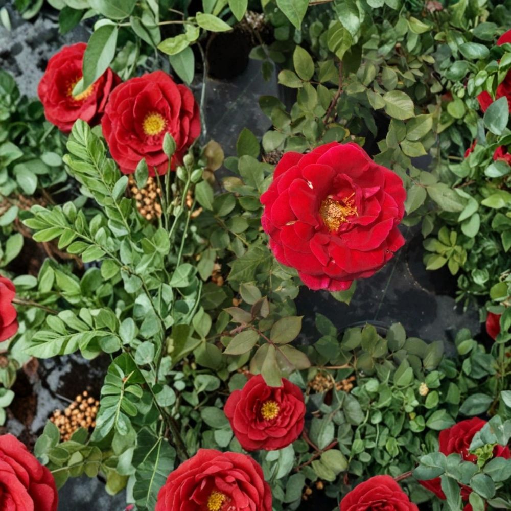 Mr. Lincoln Red Rose Live Bush Plant | 2 Gallon Hybrid Tea Rose