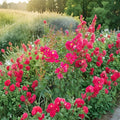 Dynamite Crape Myrtle Tree - Lagerstroemia indica Live Plant with Deep Red Blooms, 4-6 Feet Tall