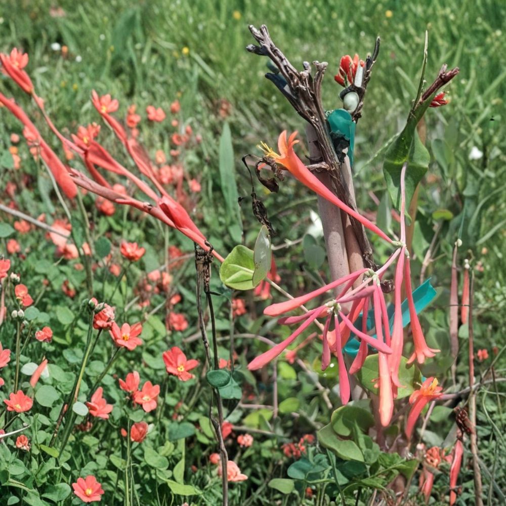 Coral Honeysuckle Live Vine - Lonicera sempervirens 3 Gallon | Fragrant Red Flowers | Hummingbird Friendly