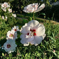 Double Flower White Althea Rose of Sharon - 3 Gallon Live Shrub Plant