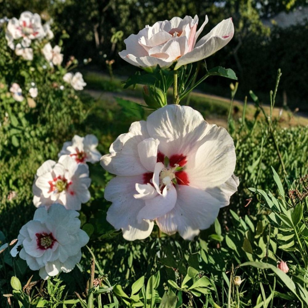 Double Flower White Althea Rose of Sharon - 3 Gallon Live Shrub Plant