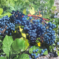 Concord Grape Vine – Vitis labrusca Live Plant | 1 Gallon Size | Sweet Fruit Producing Vine