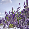 Shoal Creek Vitex Tree - 3 Gallon Live Flowering Tree | Lavender Blooms & Pollinator Friendly