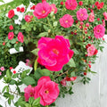 Red Knock Out® Rose Live Shrub | 2 Gallon Cherry Red Blooms | Disease Resistant Landscape Rose