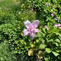 Double Flower Pink Rose of Sharon – Hibiscus syriacus Live Plant | 1 Gallon | Hardy Flowering Shrub