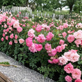 Sweet Drift Rose Live Bush Plant | 3 Gallon Ground Cover Rose | Easy to Grow Landscape Shrub