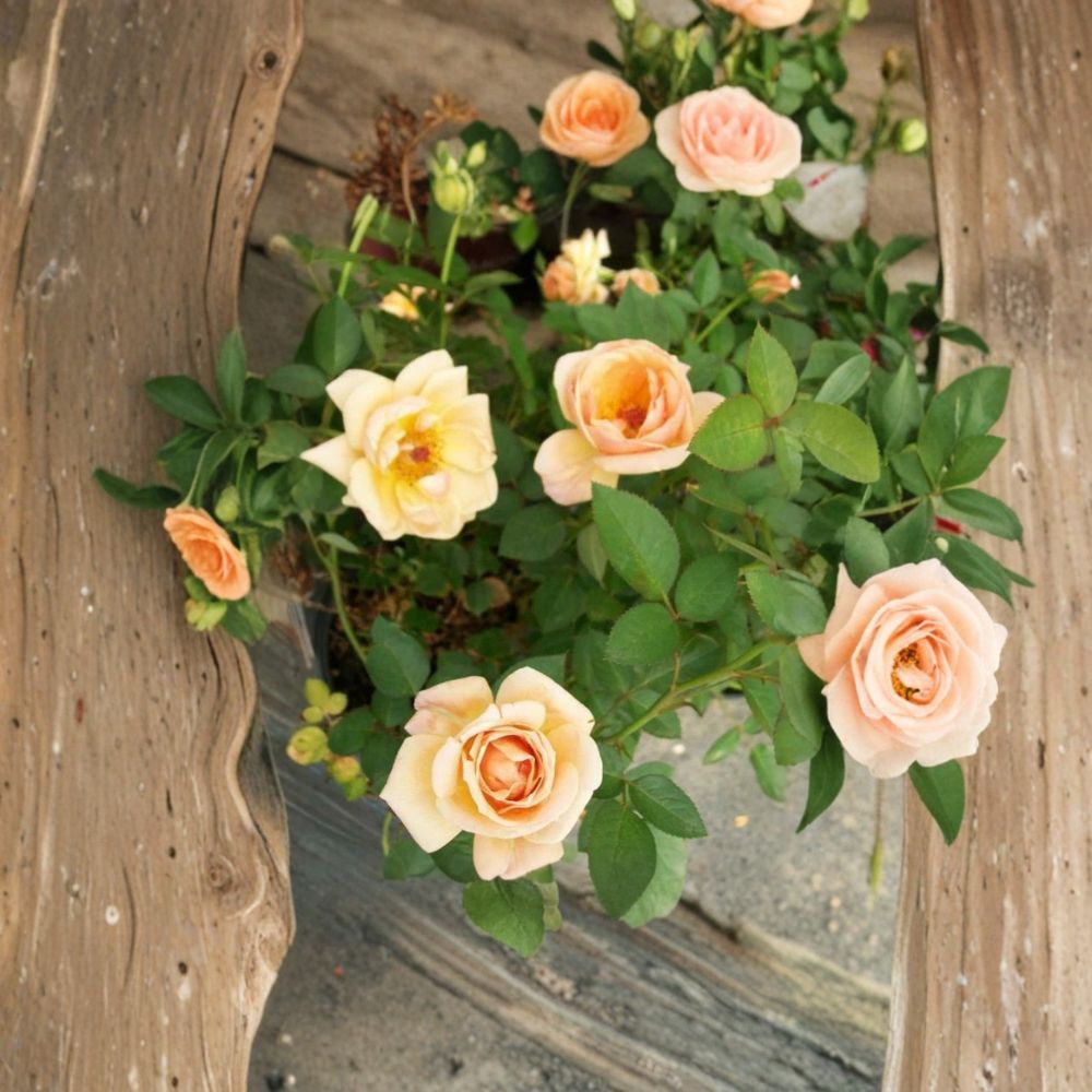 Southern Peach Rose Live Plant | 3 Gallon Apricot Yellow Mini Rose Bush