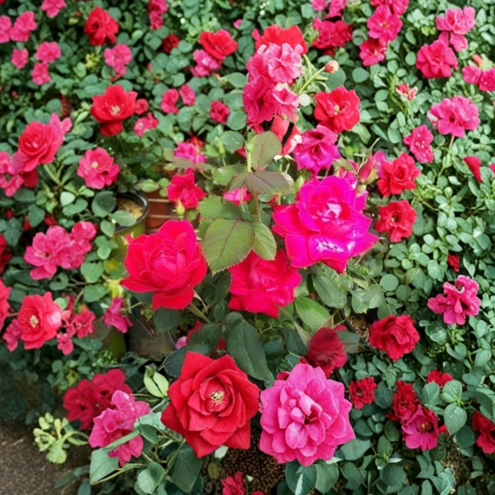 Double Knock Out® Red Rose Live Bush Plant | 3 Gallon | Disease Resistant Flowering Shrub