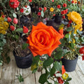 Marina Floribunda Rose Live Plant | 3 Gallon Salmon Orange Everblooming Rose Bush