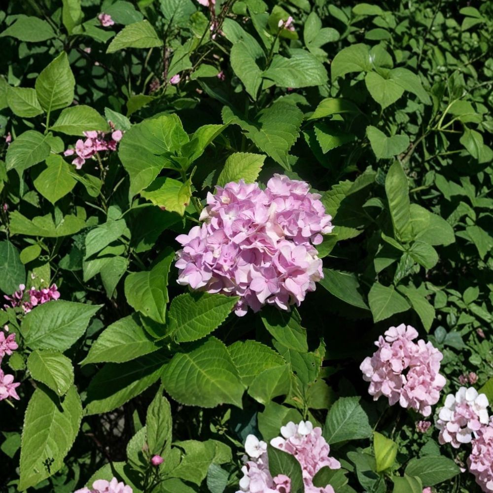 Nikko Blue Hydrangea Live Plant - 3 Gallon Blue Flowering Shrub | Hydrangea macrophylla