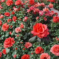 Ring of Fire Hybrid Tea Rose Live Plant | 5 Gallon | Multi-Color Blooms