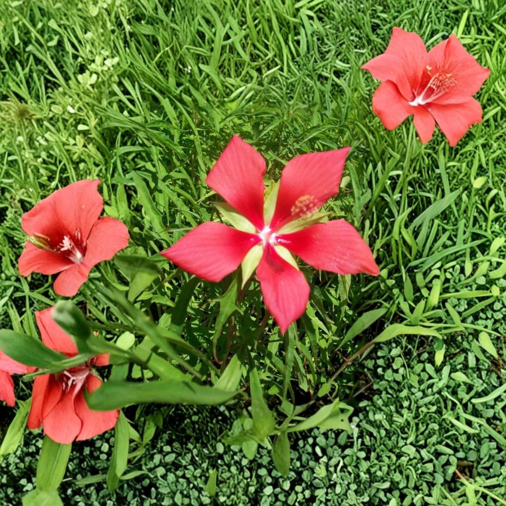 Texas Star Hibiscus Live Plant | 1 Gallon Rooted Hibiscus coccineus | Garden & Landscape