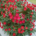 Red Oleander Nerium oleander Live Plant 2 Gallon Evergreen Shrub with Red Flowers