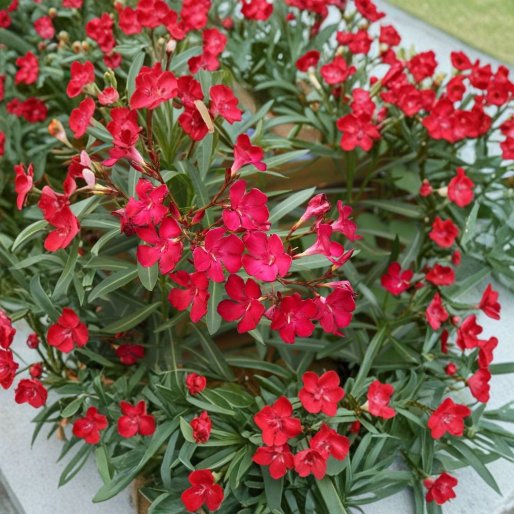 Red Oleander Nerium oleander Live Plant 2 Gallon Evergreen Shrub with Red Flowers
