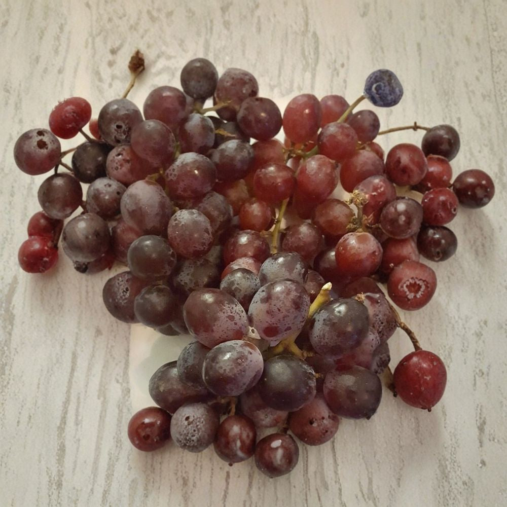 Vanessa Red Seedless Grape Vine | 2 Gallon Live Plant | Sweet Seedless Red Grapes