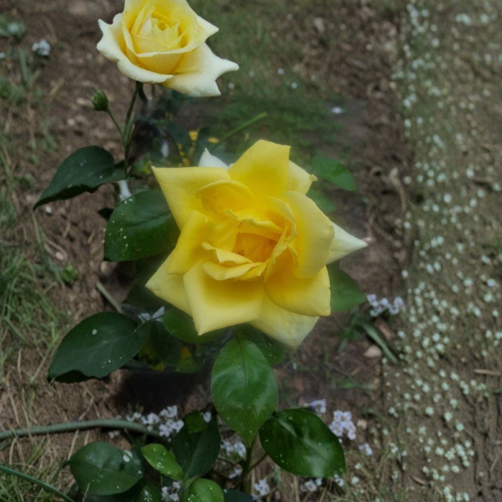 Oregold Grandiflora Rose Live Bush Plant | 5 Gallon Rooted Rose for Garden & Landscape