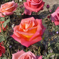 Mikado Hybrid Tea Rose Live Plant | 3 Gallon Scarlet Yellow Rose Bush | Rosa hybrida
