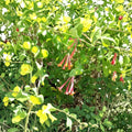 Arnold's Red Honeysuckle Live Flowering Vine Plant 1 Gallon - Rooted & Trellis Friendly