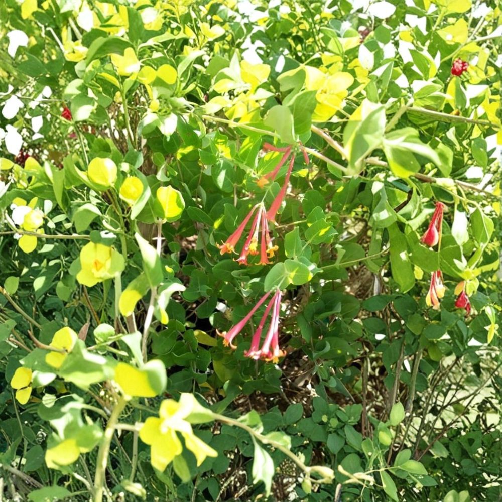 Arnold's Red Honeysuckle Live Flowering Vine Plant 1 Gallon - Rooted & Trellis Friendly