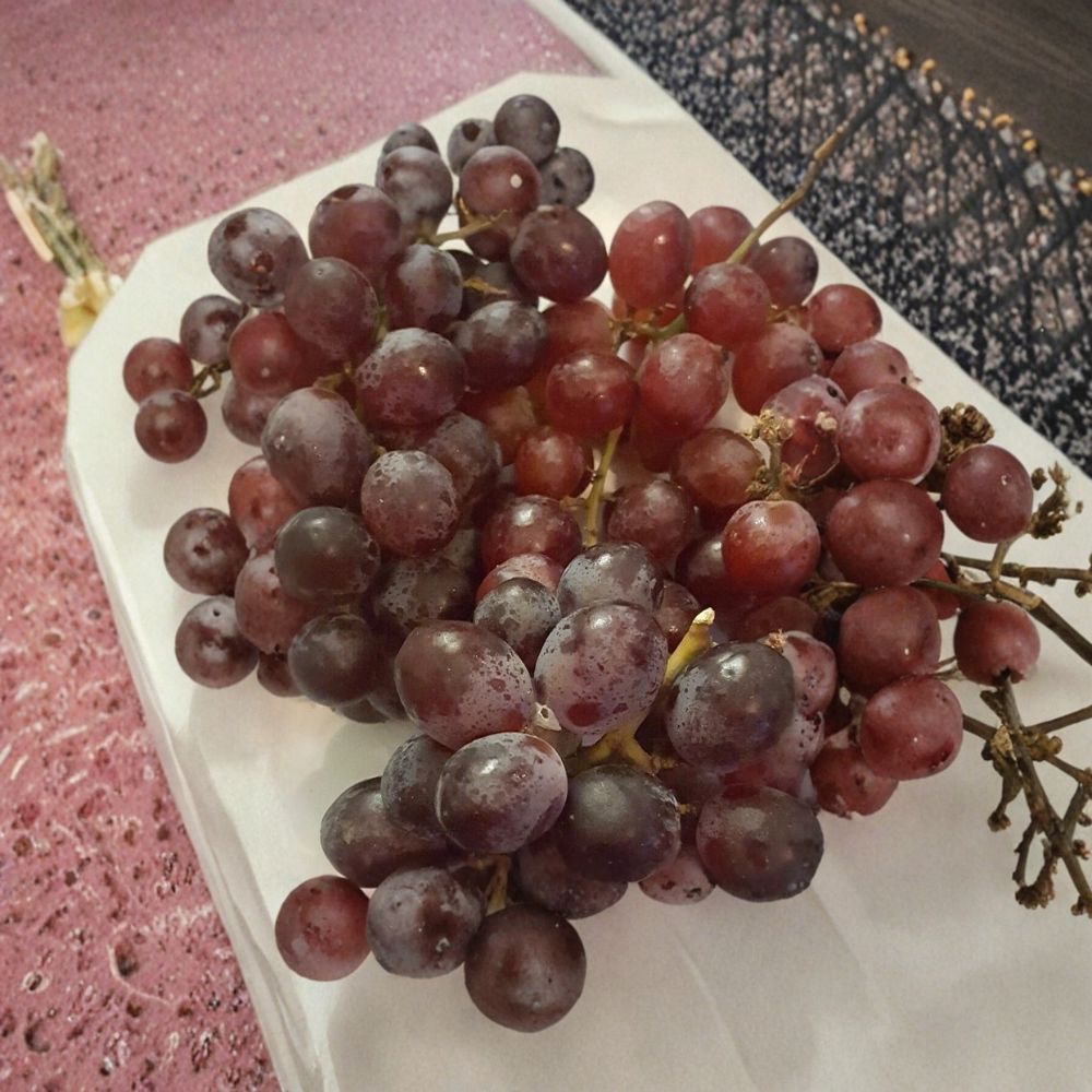 Vanessa Red Seedless Grape Vine - 2 Gallon Live Vitis vinifera Plant