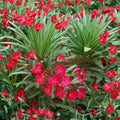 Red Oleander Nerium oleander Live Plant 2 Gallon Red Flowering Evergreen Shrub