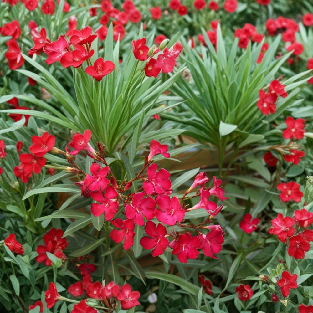 Red Oleander Nerium oleander Live Plant 2 Gallon Red Flowering Evergreen Shrub