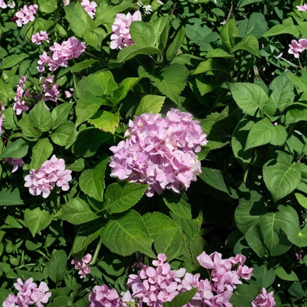 Nikko Blue Hydrangea Live Shrub 3 Gallon | Flowering Garden Plant