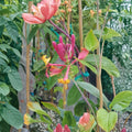 Pink Lemonade Honeysuckle Live Vine Plant | 2 Gallon | Fragrant Pink Flowers | Hummingbird Friendly