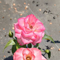 Nichole Everblooming Floribunda Rose - 5 Gallon Live Plant with White & Pink Blooms