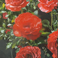 Impatient Floribunda Rose – Live 3 Gallon Orange Red Blooming Shrub