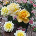 Sunsprite Floribunda Rose Live Plant | 5 Gallon Deep Yellow Flowering Rose Bush