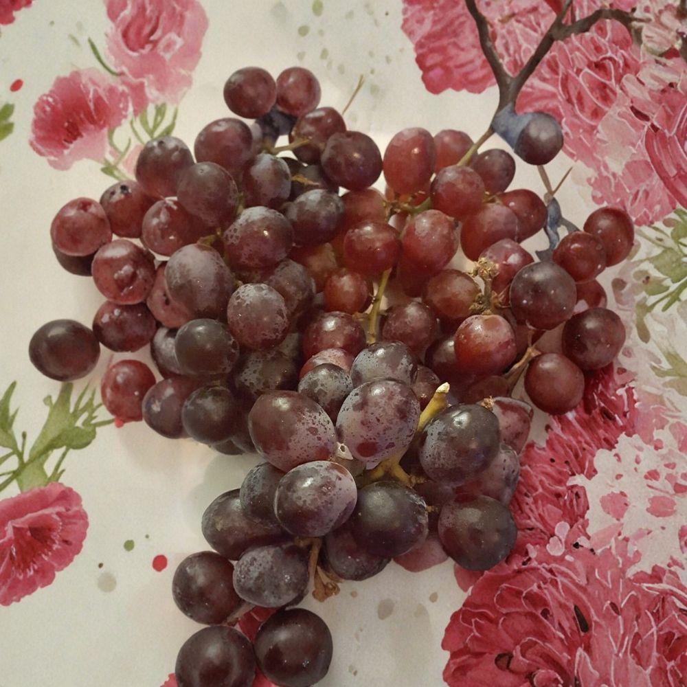 Red Globe Do It All Grape Vine - Vitis vinifera Live Plant 2 Gallon Self-Fertile Fruit Vine