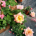Jacob's Robe Climbing Rose Live Plant | 3 Gallon Climbing Rose for Trellis & Garden