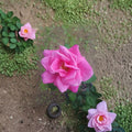 Perfume Delight Hybrid Tea Rose Live Plant | 5 Gallon Fragrant Pink Blooms